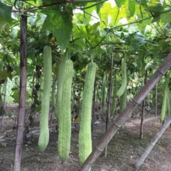 Loofah