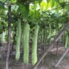 Loofah Slice, 5-7 cm