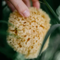 Natural Bath Sponge